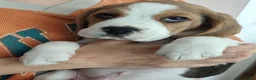 Beagle dogs for sale: Beautiful Beagle Puppies – Ready Now! - Advert 7