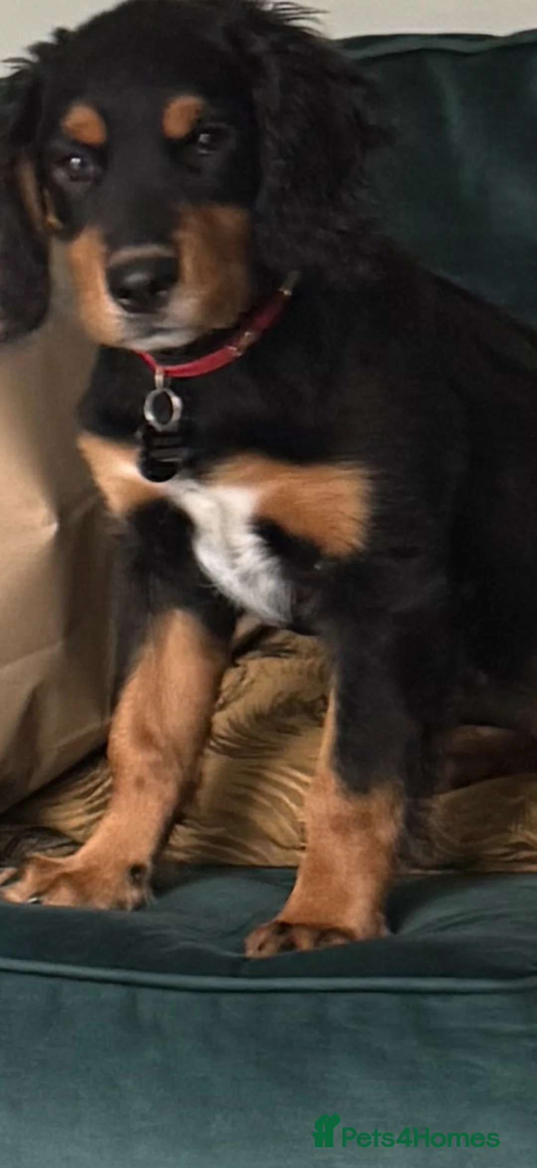 Springador dogs for sale: Springador Puppy in Manchester - Advert 3
