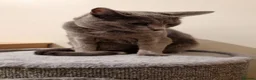 Russian Blue cats for sale: Two incredibly affectionate Russian Blue siblings  - Advert 7