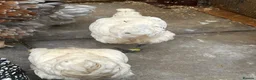 Mixed Breed poultry for sale: Ducks, ducklings, pullets, chicks - Advert 8