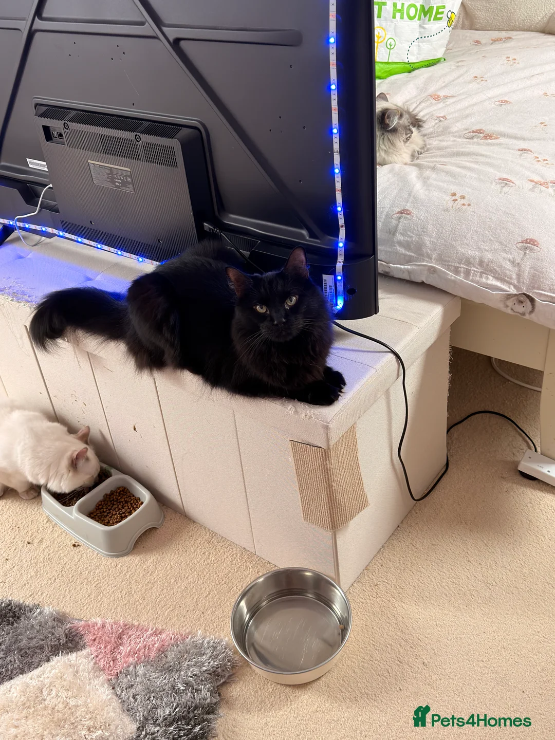 Ragcoon cats for sale: Beautiful majestic  male Ragdoll Maine coon cross  - Advert 1