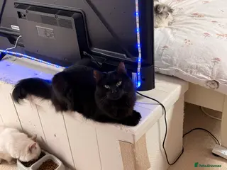 Ragcoon cats Beautiful majestic male Ragdoll Maine coon cross - Advert 2