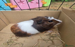 Guinea Pig rodents for sale: Lovely natured guinea pigs - Image 2