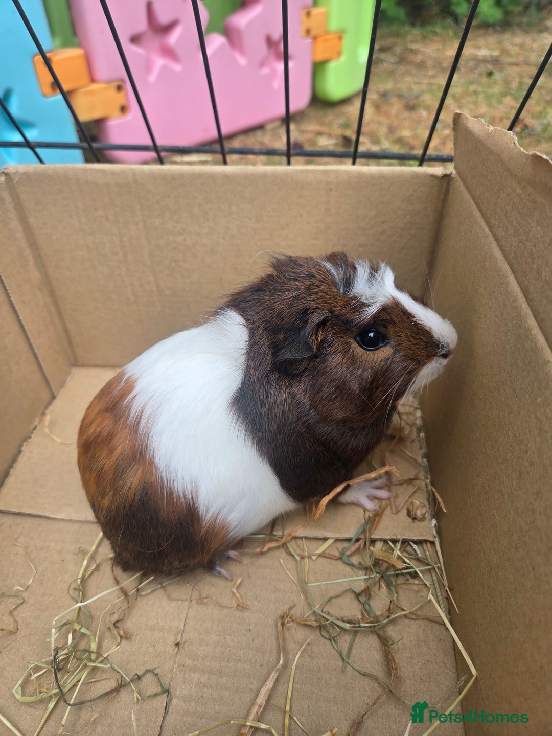 Guinea Pig rodents for sale: Lovely natured guinea pigs - Image 2