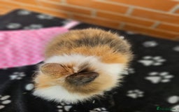 Lionhead rabbits for sale: Double Maned Lionhead  - Image 4