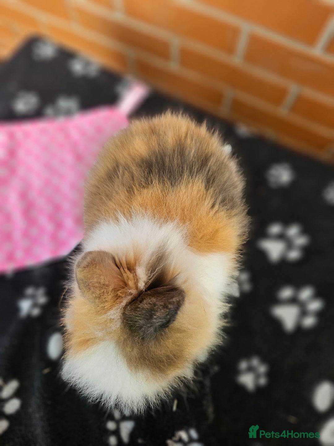 Lionhead rabbits for sale: Double Maned Lionhead  - Image 4