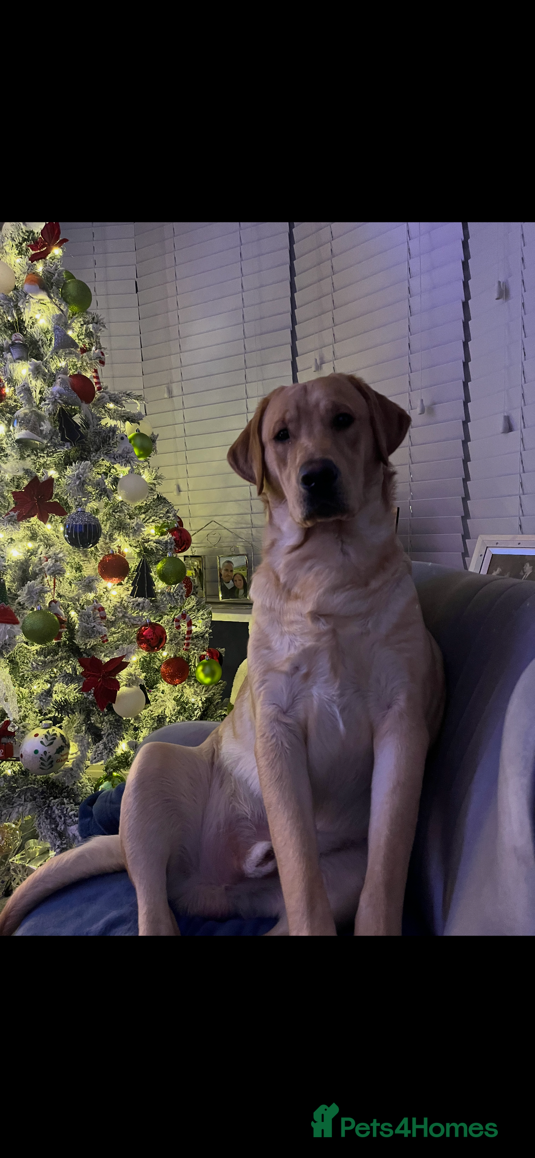 Mixed Breed dogs for sale: Belgian Shepherd x Goldador Puppies  - Advert 15