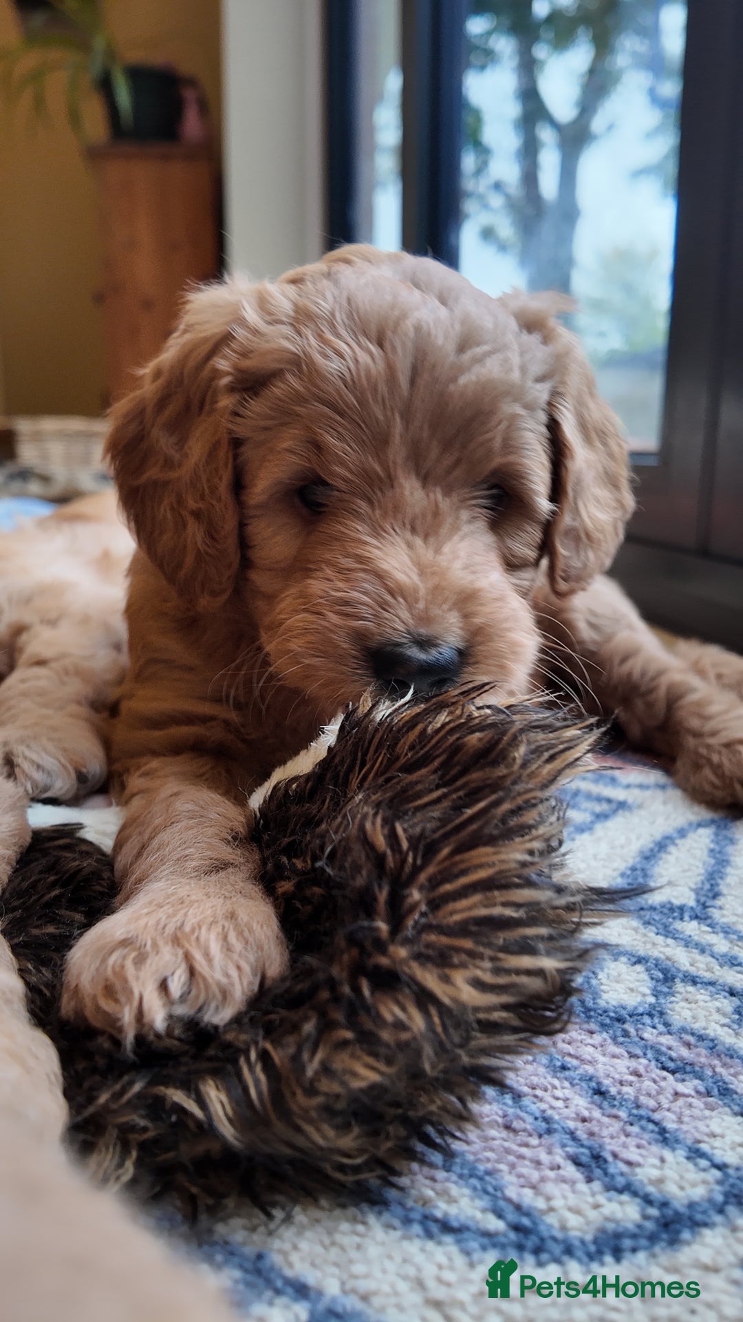 Mini Goldendoodle dogs for sale: Miniature Goldendoodle Puppies – Therapy Dog Mum - Image 2