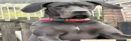 Great Dane dogs for stud: Top Quality Great Dane Stud Available  in Sittingbourne - Advert 2