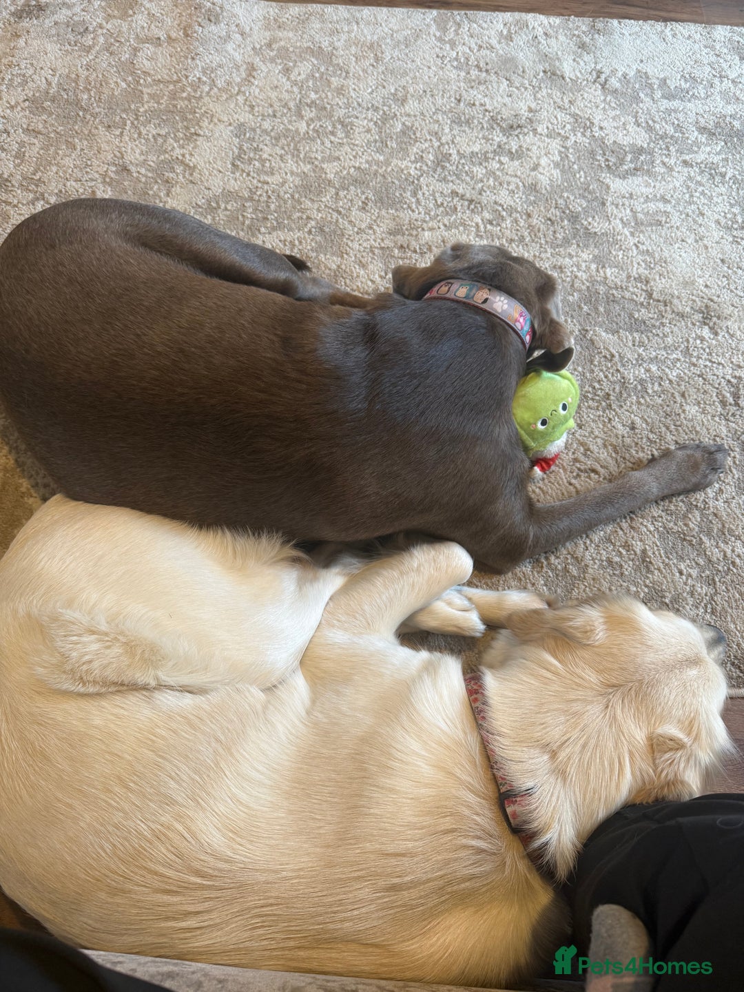 Golden Retriever dogs for sale: Golden retriever and silver lab - Advert 4