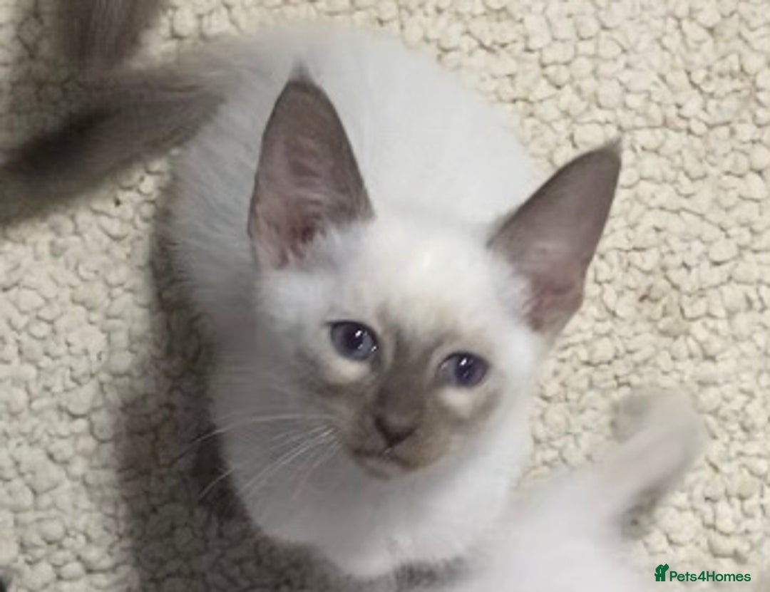 Mixed Breed cats for sale: Oriental/ Siamese  - Advert 20