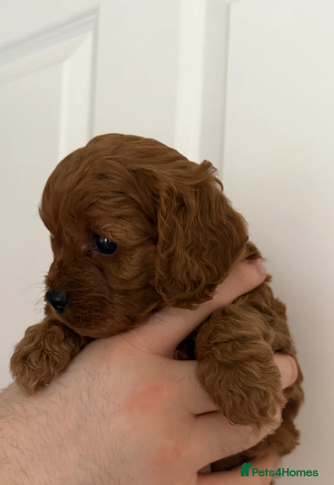 Cavapoo dogs for sale: Beautiful f1 cavapoo puppies  - Advert 12