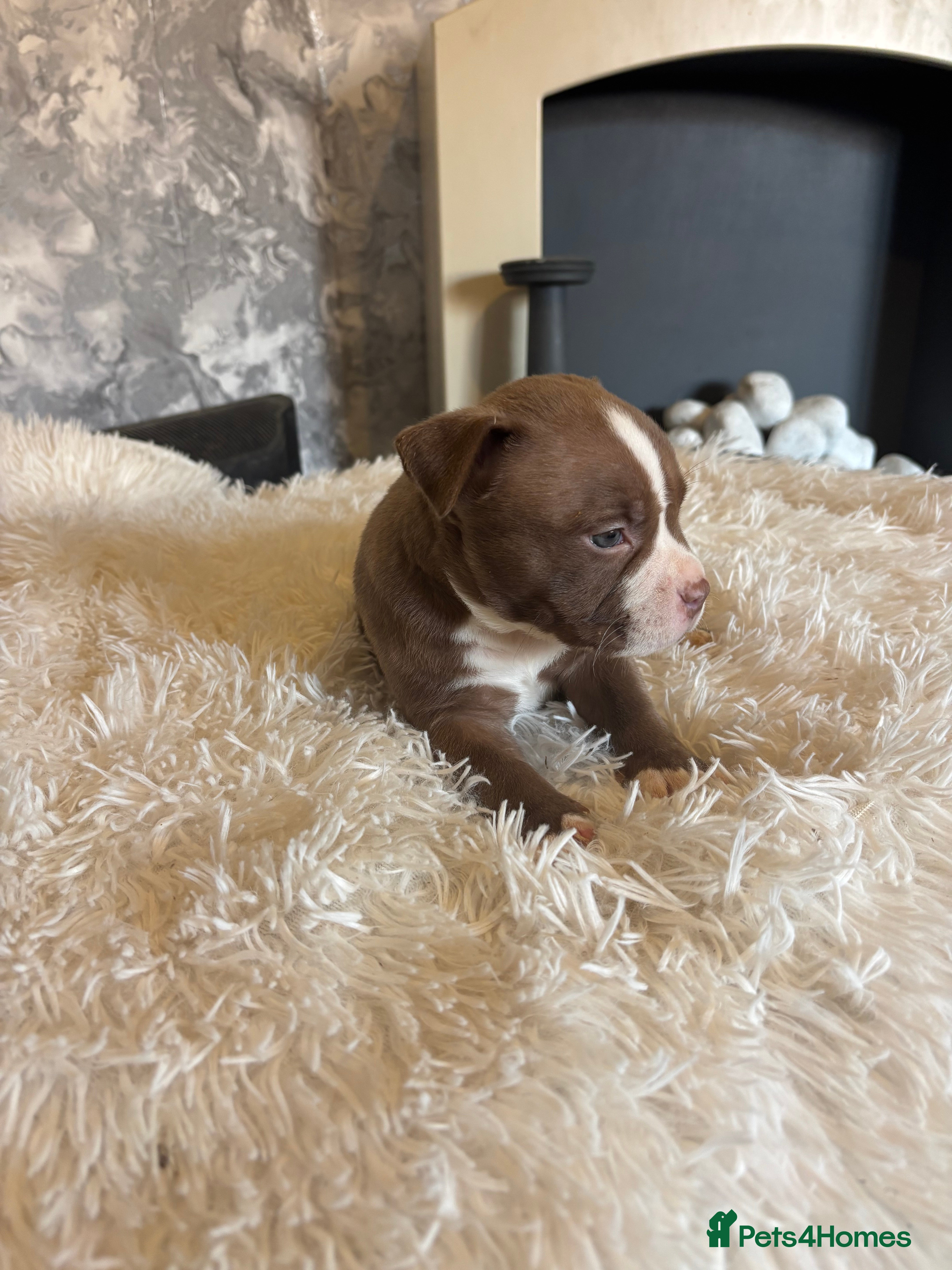 American Bully dogs Pocket bully puppies - Advert 2