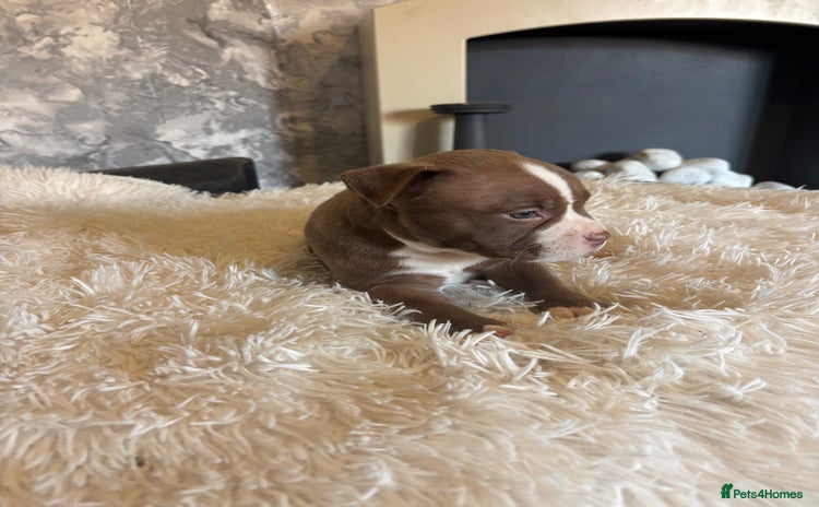 American Bully dogs - Advert 5