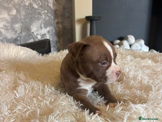American Bully dogs Pocket bully puppies - Advert 10
