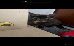 Mixed Breed cats for sale: Female kitten  - Image 2