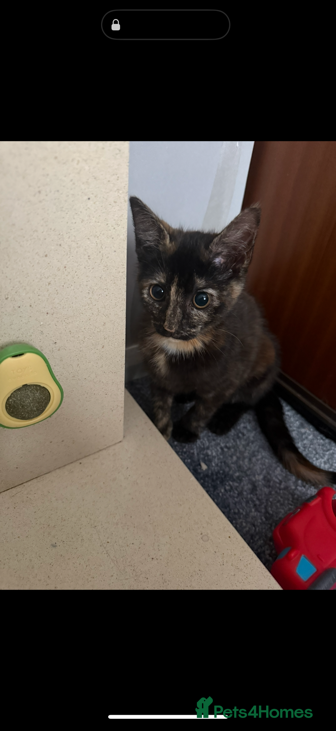 Mixed Breed cats for sale: Female kitten  - Image 2