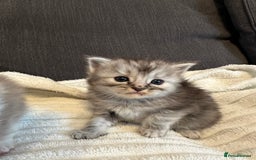 Mixed Breed cats for sale: Half ragdoll fluffy kittens  - Image 4