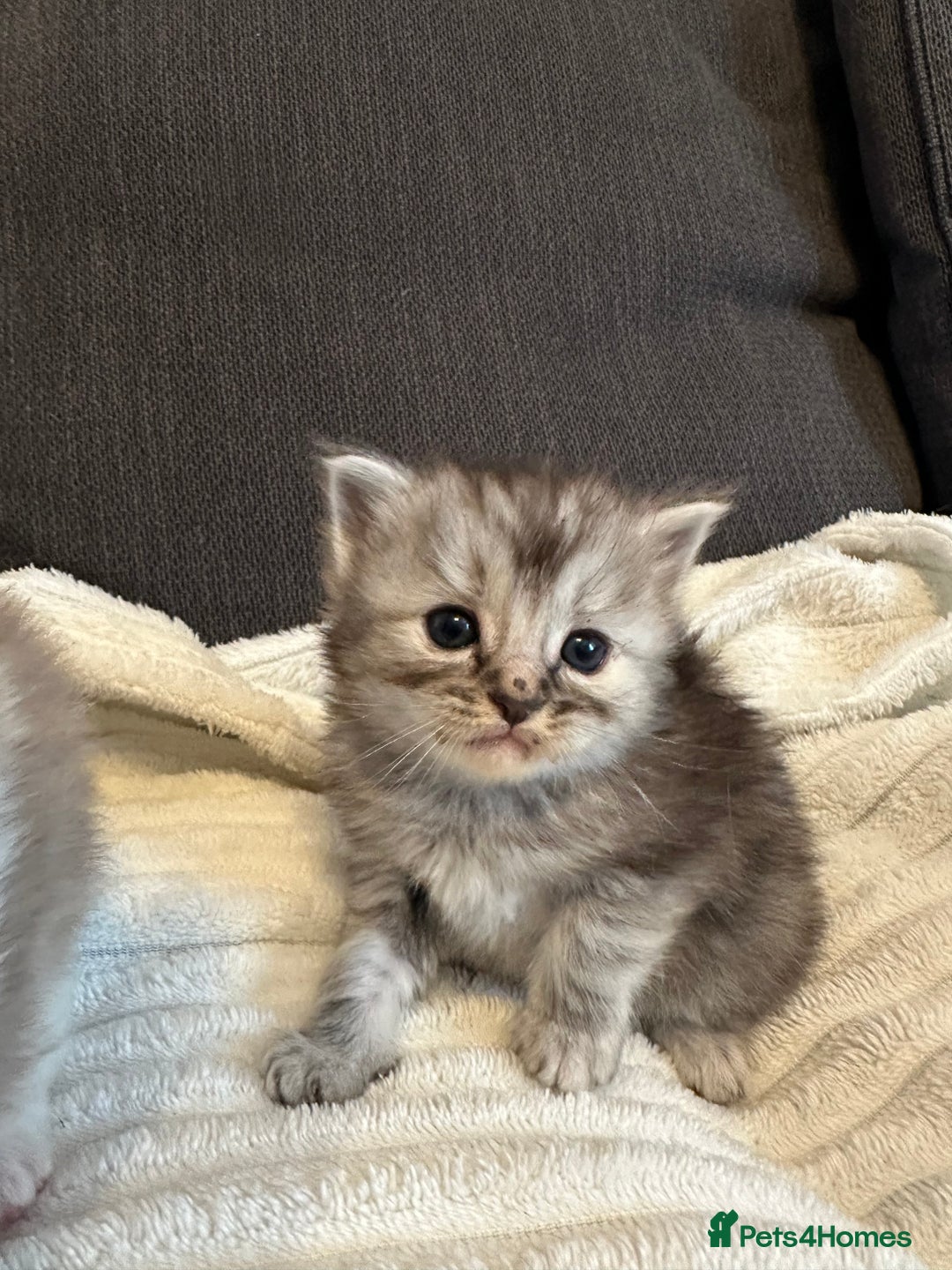 Mixed Breed cats for sale: Half ragdoll fluffy kittens  - Image 4