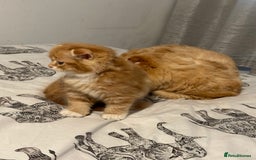 Scottish Fold cats for sale: Scottish fold/straight babies - Image 16