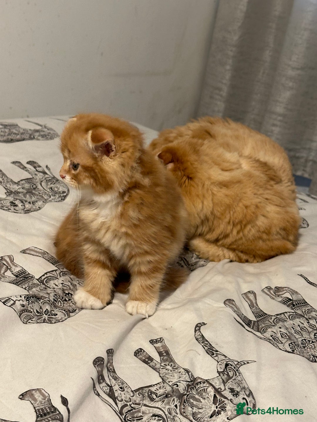Scottish Fold cats for sale: Scottish fold/straight babies - Image 16