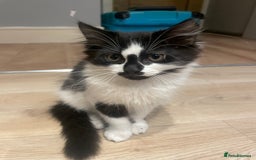 Mixed Breed cats for sale: Super friendly mixed kitten for sale. - Image 4