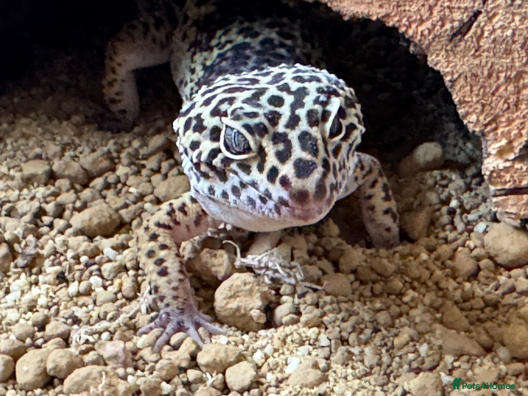 Leopard Gecko reptiles for sale: Leopard gecko - Image 4