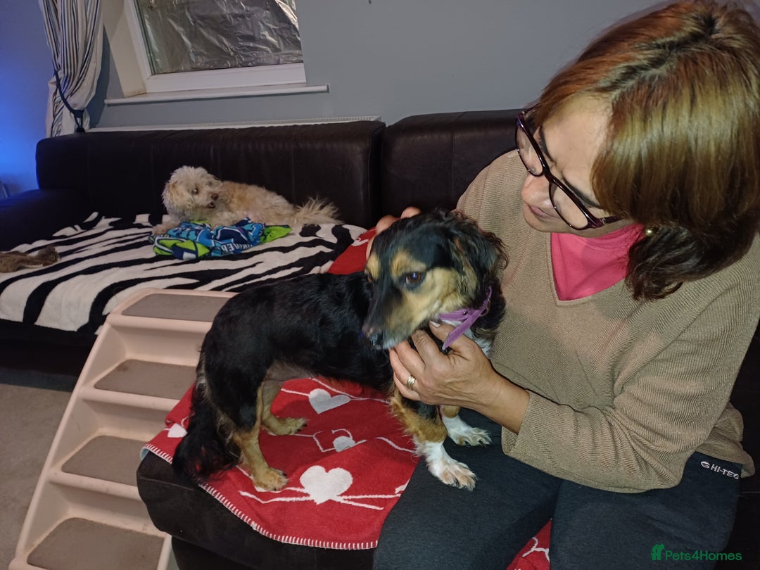 Mixed Breed dogs for adoption: Meet Sweet KATIA !  She needs a new Loving HOME... - Image 4