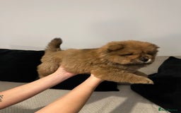 Chow Chow dogs for sale: 🐾 Chow Chow Puppies 2 Black 1 Red🐾 - Image 6