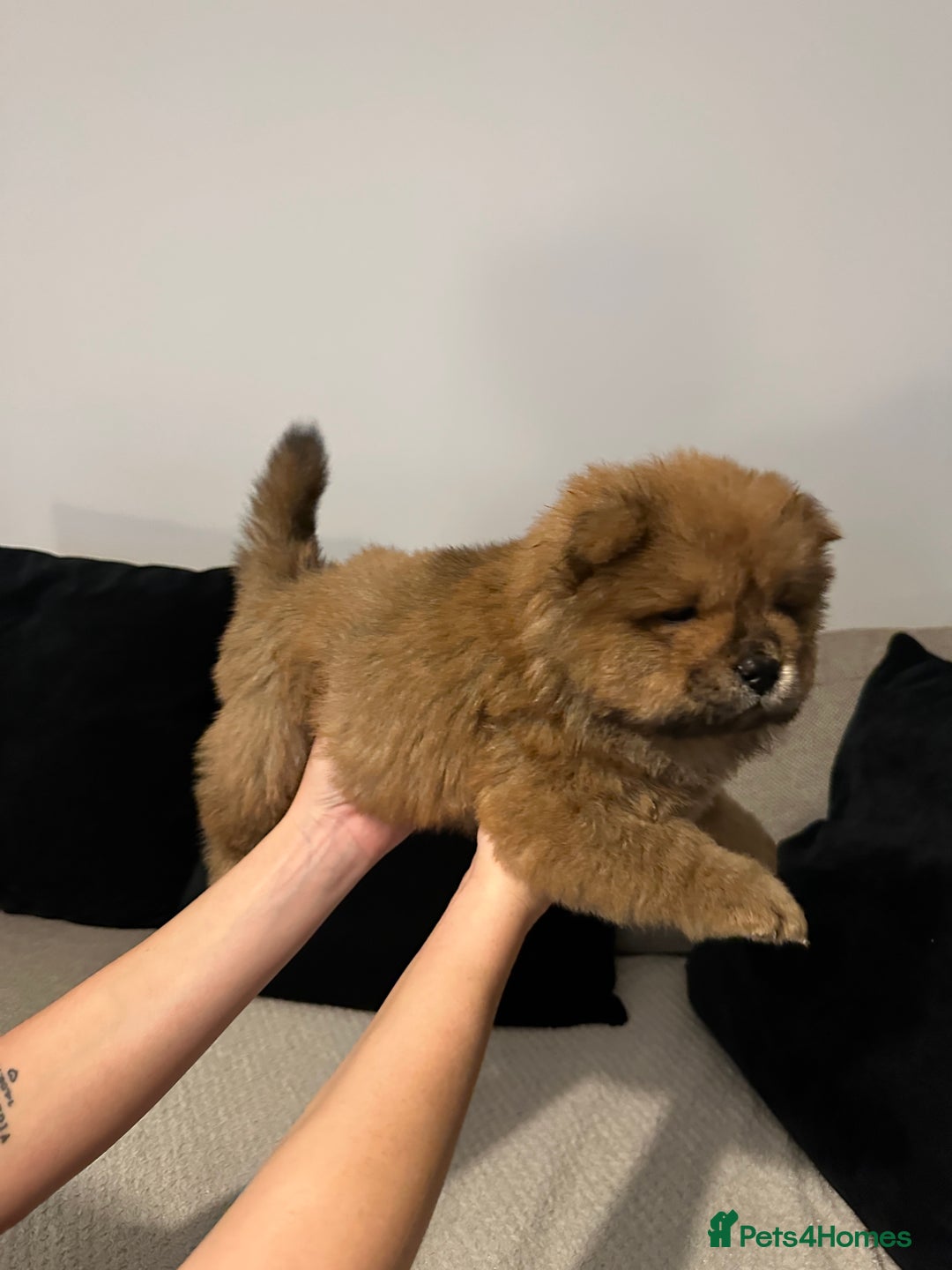 Chow Chow dogs for sale: 🐾 Chow Chow Puppies 2 Black 1 Red🐾 - Image 6