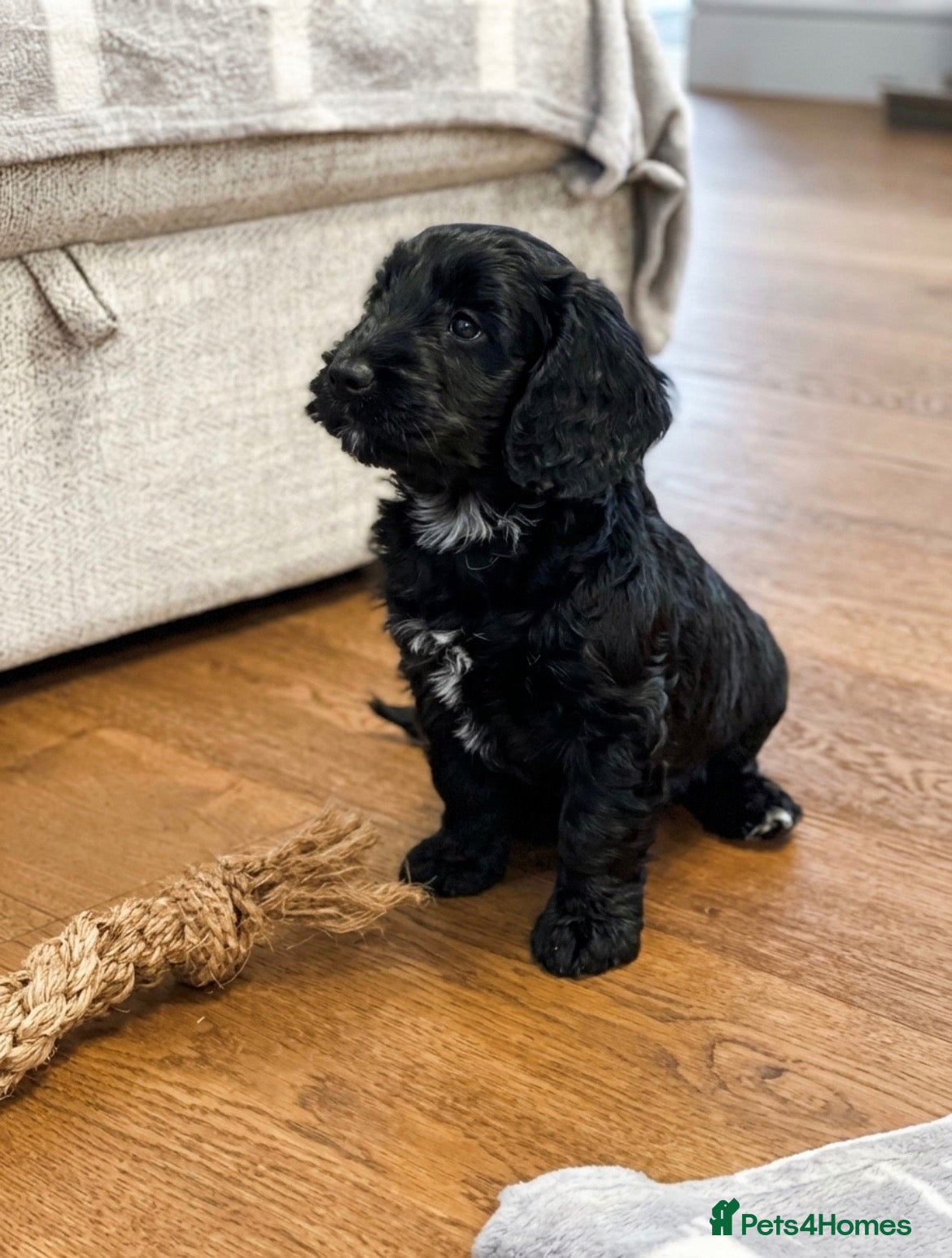 Cockapoo dogs for sale: READY TO GO! Beautiful F1 Cockapoo puppies.   - Advert 2