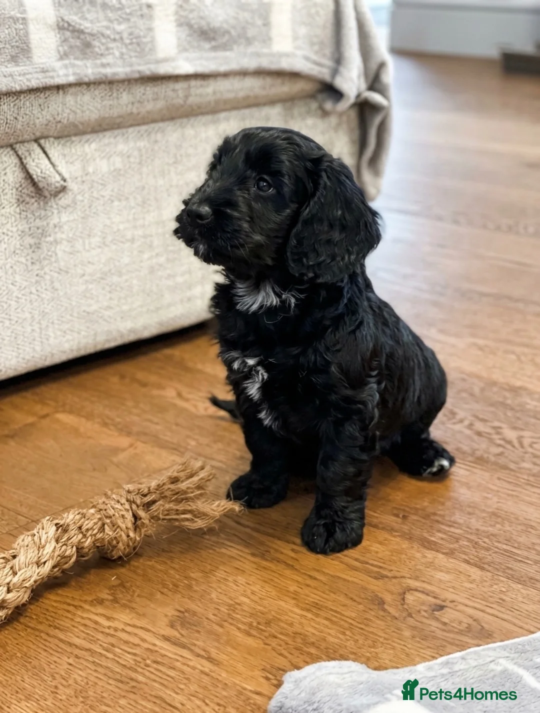 Cockapoo dogs for sale: READY TO GO! Beautiful F1 Cockapoo puppies.   - Advert 2