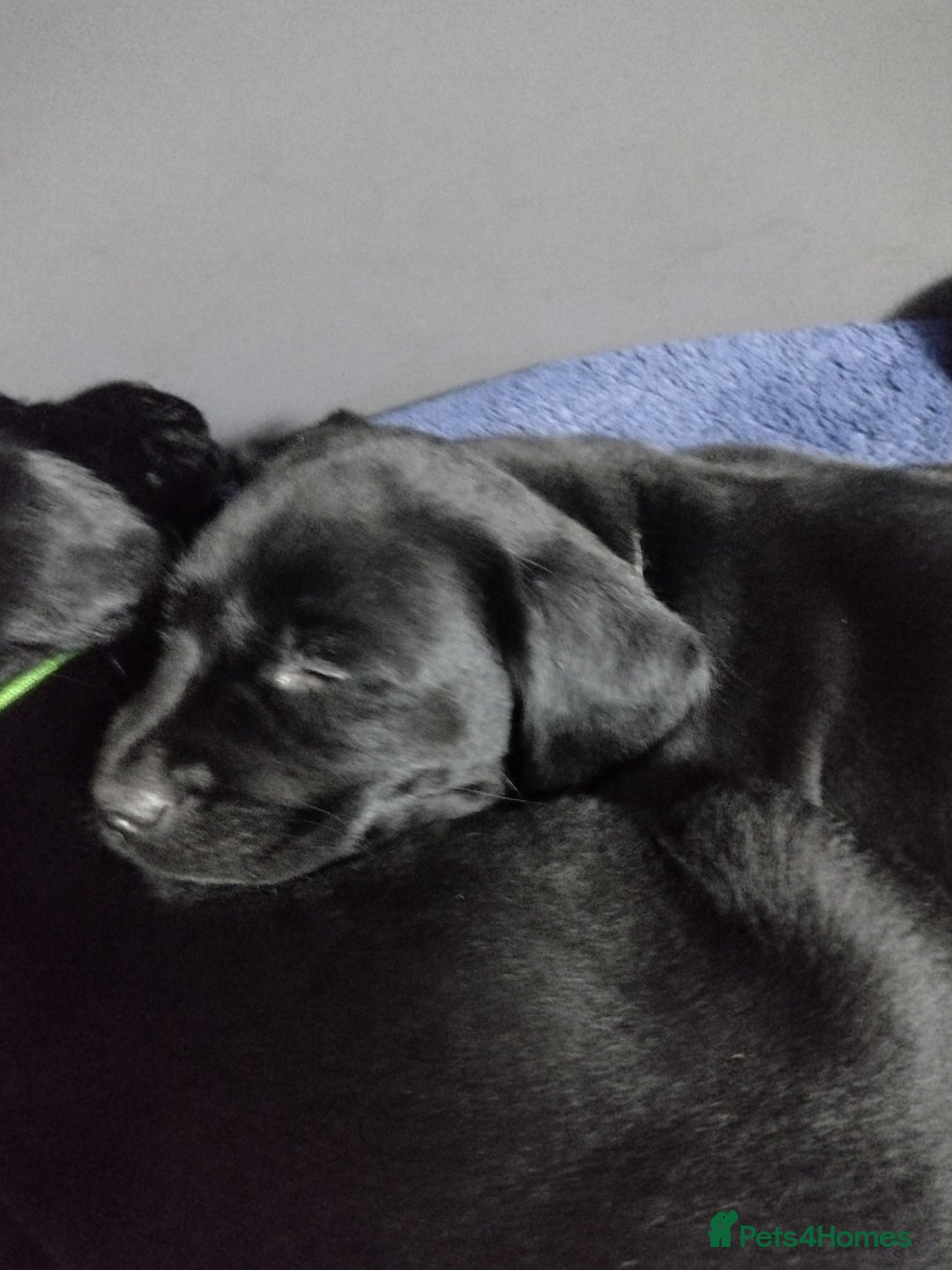 Labrador Retriever dogs for sale: Superb Active Family Dogs - Image 11