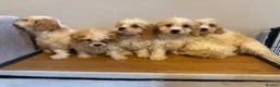 Cavachon dogs for sale: Cavachon Puppies READY NOW 🐾❤️ - Advert 23