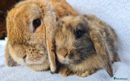 Mini Lop rabbits for sale: Mini lop bunny  - Image 5