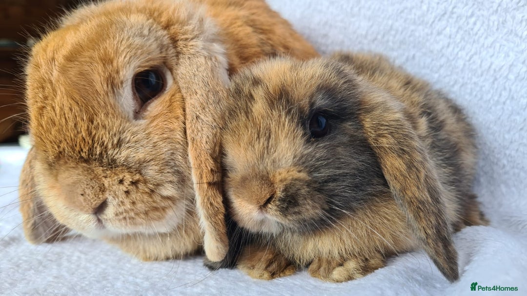 Mini Lop rabbits for sale: Mini lop bunny  - Image 5