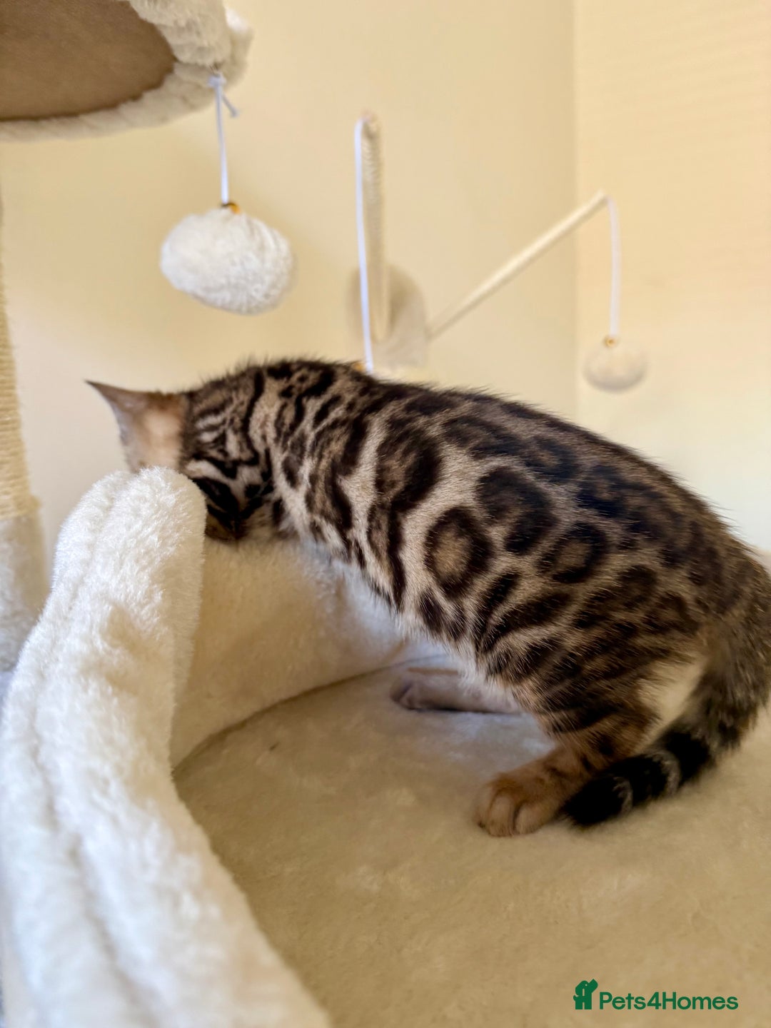 Bengal cats for sale: Bengal kittens  - Image 4