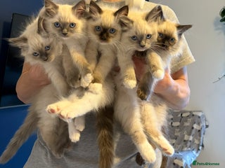 Ragdoll cats - Advert 20