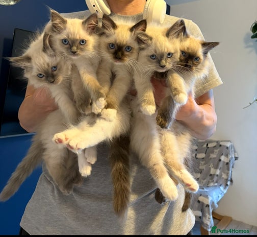 Ragdoll cats - Advert 4