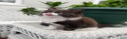 Mixed Breed cats for sale: Half Maine Coon kitten - Advert 4