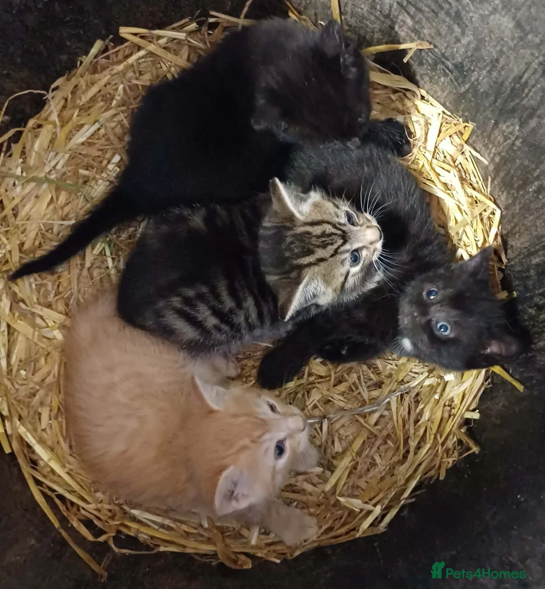 Domestic Shorthair cats for sale: Beautiful Kittens for sale - Advert 5
