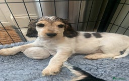 Cocker Spaniel dogs for sale: 4 Beautiful Puppies. KC Sable Show Cocker Puppies  - Image 15