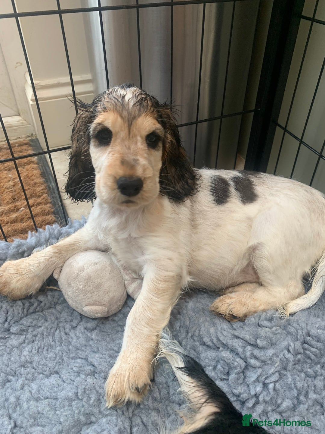 Cocker Spaniel dogs for sale: 4 Beautiful Puppies. KC Sable Show Cocker Puppies  - Image 15