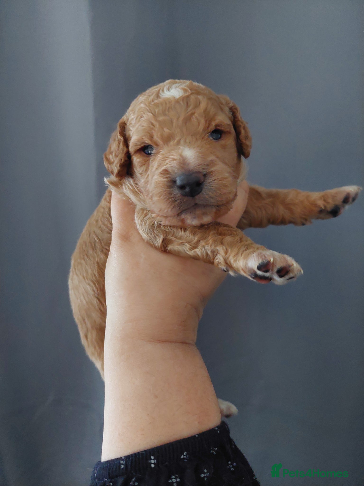 Cavapoo dogs Beautiful Cavapoo Puppies  - Advert 6