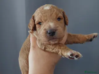 Cavapoo dogs Beautiful Cavapoo Puppies - Advert 6