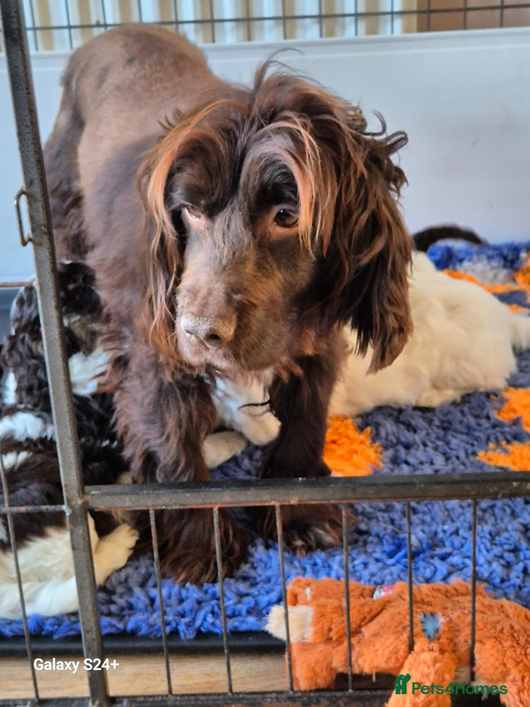 Cockapoo dogs for sale: F1 cockapoo puppys  in Durham - Advert 2