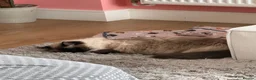 Ragdoll cats for sale: Olive the Ragdoll, 3yrs, Neutered & Microchipped - Advert 4