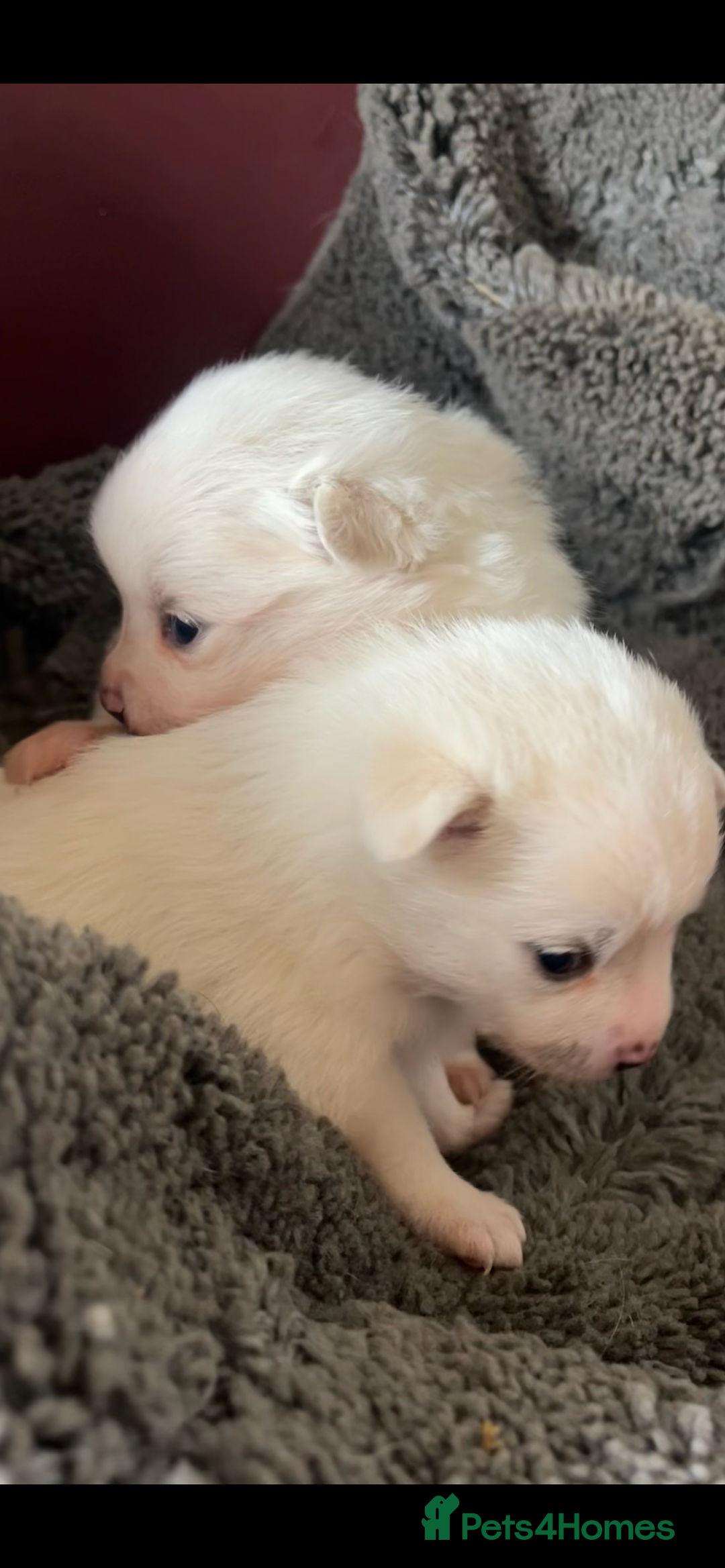 Mixed Breed dogs for sale: Jack Russel cross Pomeranian  - Image 7