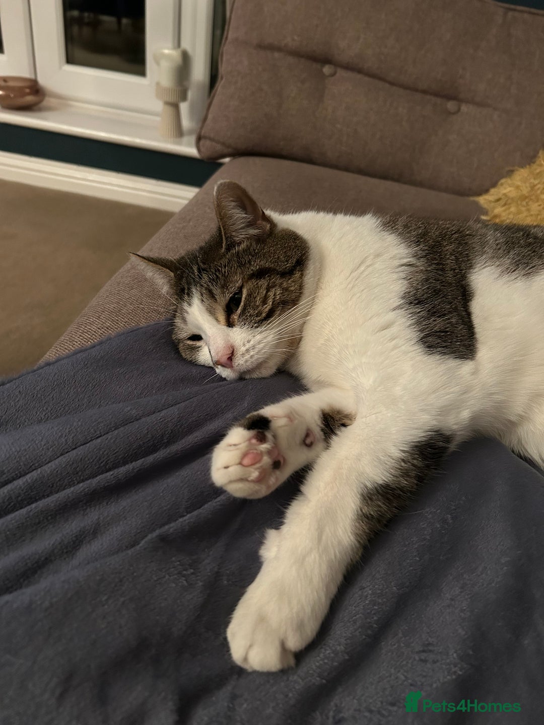 Domestic Shorthair cats for sale: Brothers for re homing  - Advert 6