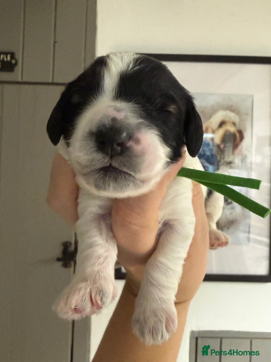 Mixed Breed dogs for sale: Miniature Parti Schnockerpoo Puppies  - Advert 17